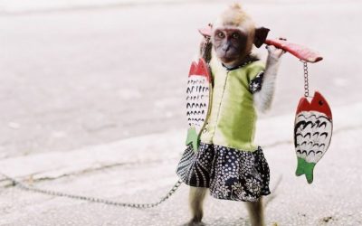 Larangan Mempekerjakan Monyet untuk Kepentingan Ekonomi